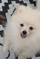 Akc Becca, a female Pomeranian for sale in Woodville, TX – Photo 7 of 7