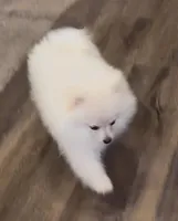 Akc Becca, a female Pomeranian for sale in Woodville, TX – Photo 4 of 7