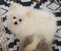 Akc Becca, a female Pomeranian for sale in Woodville, TX – 1 of 9