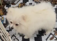 Akc Becca, a female Pomeranian for sale in Woodville, TX – 7 of 9