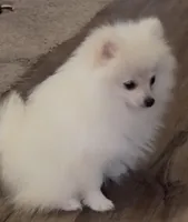 Akc Becca, a female Pomeranian for sale in Woodville, TX – Photo 1 of 7