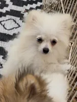 Akc Becca, a female Pomeranian for sale in Woodville, TX – 6 of 9
