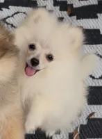 Akc Becca, a female Pomeranian for sale in Woodville, TX – Photo 6 of 7