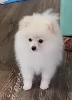 Akc Becca, a female Pomeranian for sale in Woodville, TX – Photo 3 of 7