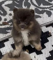 Sox , a male Pomeranian for sale in Woodville, TX – 5 of 6