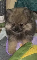 Lil Brik , a male Pomeranian for sale in Woodville, TX – 4 of 7