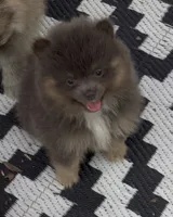 Sox , a male Pomeranian for sale in Woodville, TX – 3 of 6