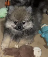 Lil Brik (Reduced), a male Pomeranian for sale in Woodville, TX – 6 of 10