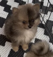 Tiny Harvey , a male Pomeranian for sale in Woodville, TX – 5 of 8