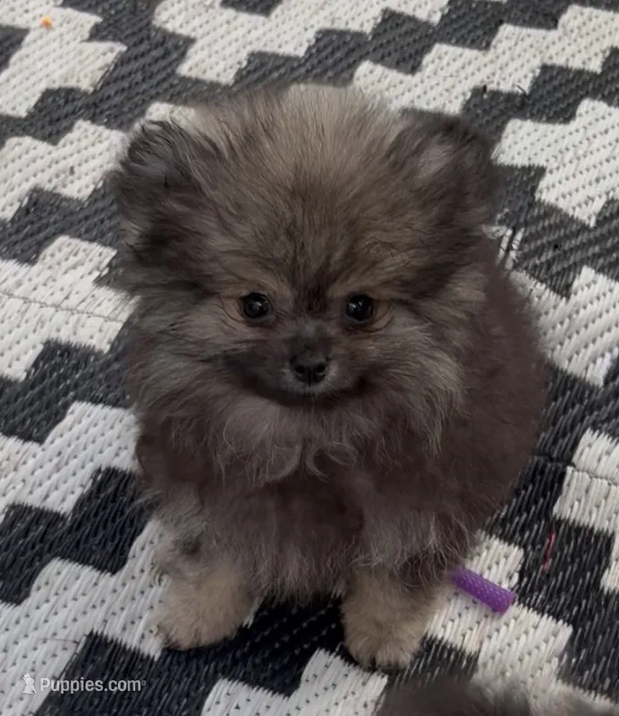 Axel  – Pomeranian puppy for sale in Woodville, TX