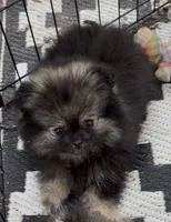 Sue , a female Pomeranian for sale in Woodville, TX – 2 of 6