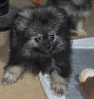 Sue , a female Pomeranian for sale in Woodville, TX – 7 of 10