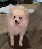 Lil Becca, a female Pomeranian for sale in Woodville, TX – 5 of 8