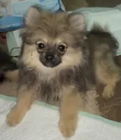 Lil Brik (Reduced), a male Pomeranian for sale in Woodville, TX – 3 of 10