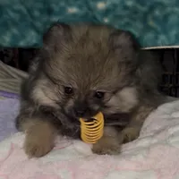 Lil Brik , a male Pomeranian for sale in Woodville, TX – 3 of 7