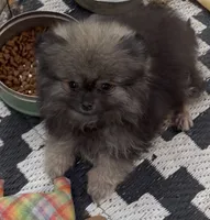 Axel , a male Pomeranian for sale in Woodville, TX – 7 of 7