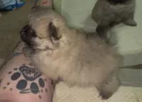 Lil Joey , a male Pomeranian for sale in Woodville, TX – 4 of 6