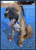 Blue Frame Boy, a male Boxer for sale in Lyons, KS – 3 of 3