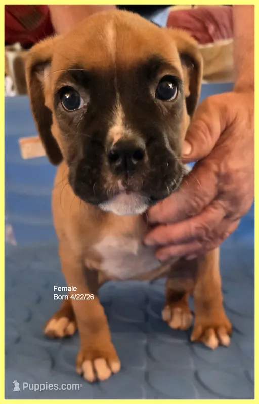 Yellow Frame Girl – Boxer puppy for sale in Lyons, KS
