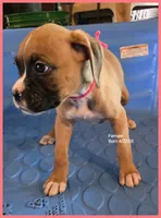 Dark Pink Frame Girl, a female Boxer for sale in Lyons, KS – 3 of 3