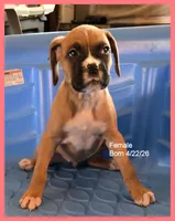 Dark Pink Frame Girl, a female Boxer for sale in Lyons, KS – 1 of 3