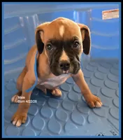 Blue Frame Boy, a male Boxer for sale in Lyons, KS – 1 of 3