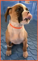 Orange Frame Girl, a female Boxer for sale in Lyons, KS – 2 of 3