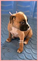 Pink Frame Girl, a female Boxer for sale in Lyons, KS – 2 of 3