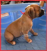 Red Frame Girl, a female Boxer for sale in Lyons, KS – 3 of 3