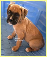 Yellow Frame Girl, a female Boxer for sale in Lyons, KS – 2 of 3