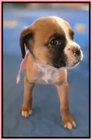 Pink & Black Frame Girl, a female Boxer for sale in Lyons, KS – 1 of 3