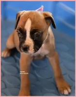 Pink Frame Girl, a female Boxer for sale in Lyons, KS – 3 of 3