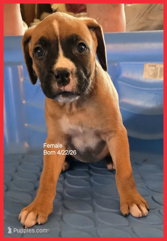 Red Frame Girl – Boxer puppy for sale in Lyons, KS