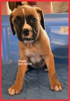 Red Frame Girl, a female Boxer for sale in Lyons, KS – 1 of 3