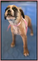 Pink & Black Frame Girl, a female Boxer for sale in Lyons, KS – 3 of 3