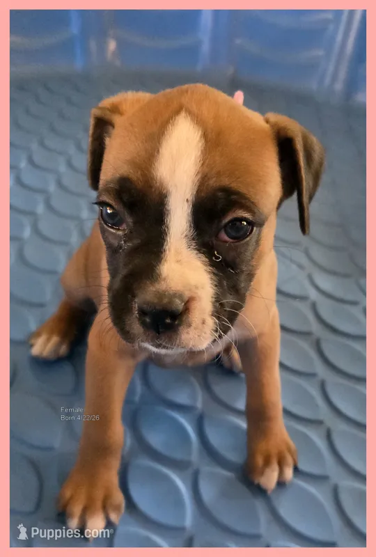 Pink Frame Girl – Boxer puppy for sale in Lyons, KS