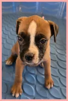 Pink Frame Girl, a female Boxer for sale in Lyons, KS – 1 of 3
