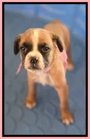 Pink & Black Frame Girl, a female Boxer for sale in Lyons, KS – 2 of 3
