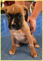 Yellow Frame Girl, a female Boxer for sale in Lyons, KS – 3 of 3