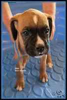 Blue Frame Boy, a male Boxer for sale in Lyons, KS – 2 of 3