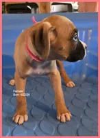 Dark Pink Frame Girl, a female Boxer for sale in Lyons, KS – 2 of 3