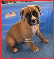 Red Frame Girl, a female Boxer for sale in Lyons, KS – 2 of 3