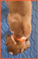 Orange Frame Girl, a female Boxer for sale in Lyons, KS – 3 of 3