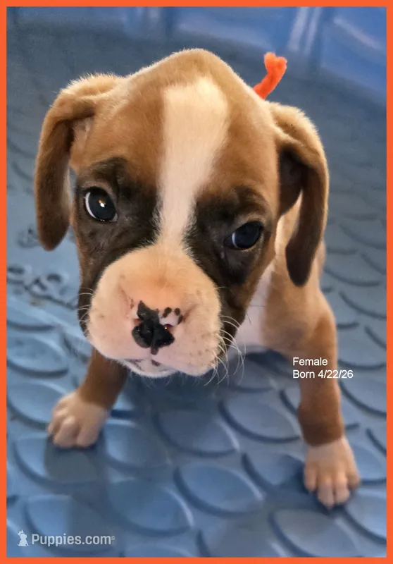 Orange Frame Girl – Boxer puppy for sale in Lyons, KS