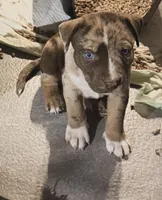 Glory , a male Siberian Husky and American Pit Bull Terrier for sale in Worcester, MA – Photo 2 of 5