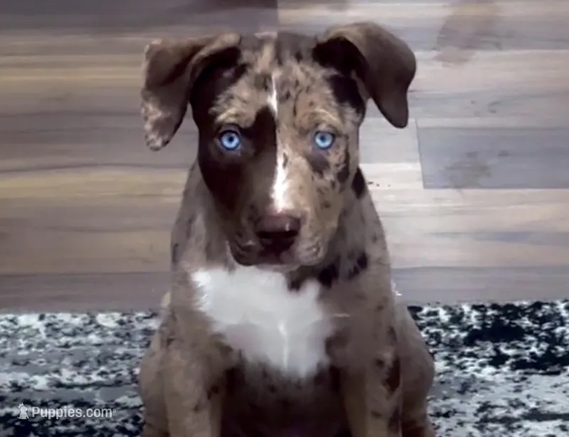Glory  – Siberian Husky, American Pit Bull Terrier puppy for sale in Worcester, MA