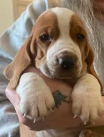 Wally, a male Basset Hound for sale in Springfield, MO – 2 of 2