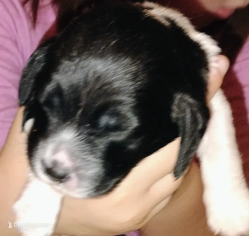 Pup 1 – Basset Hound puppy for sale in Springfield, MO