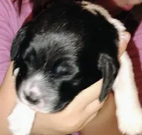 Pup 1, a female Basset Hound for sale in Springfield, MO – 1 of 2