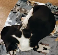 Rosetta , a female Basset Hound for sale in Springfield, MO – 3 of 3